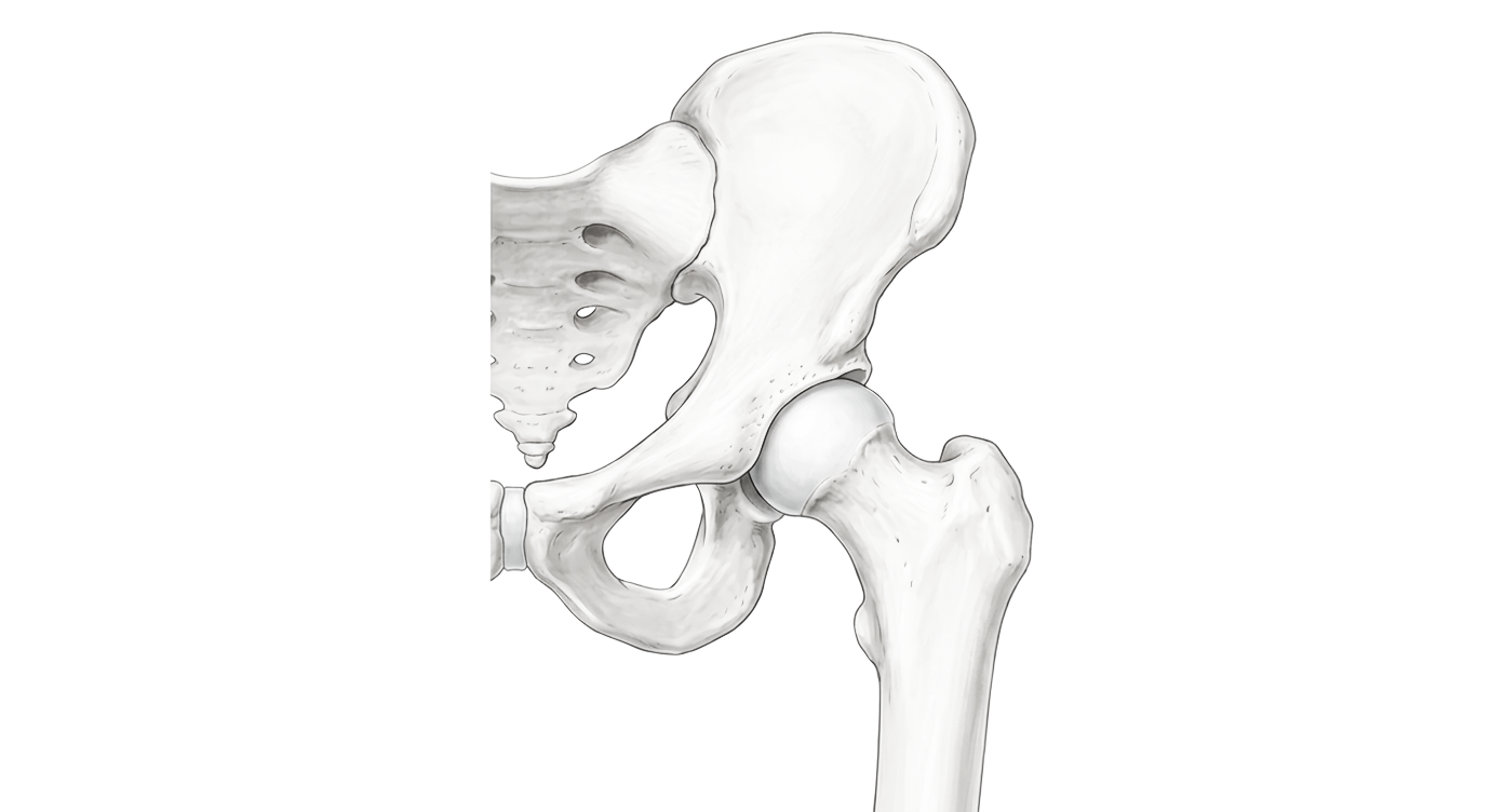 Hip & Femur