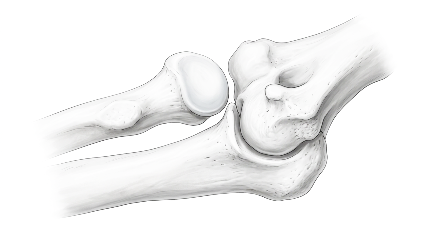 Proximal Radius & Proximal Ulna