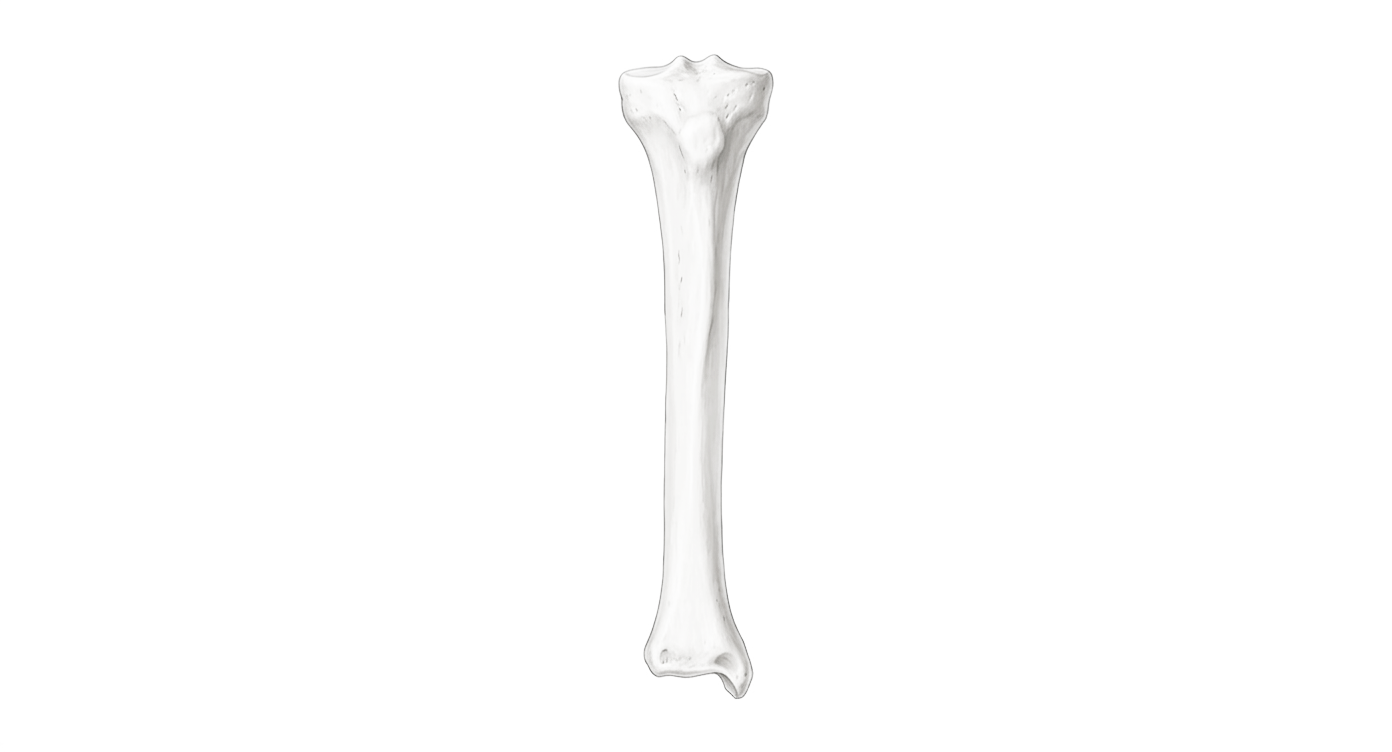 Tibia
