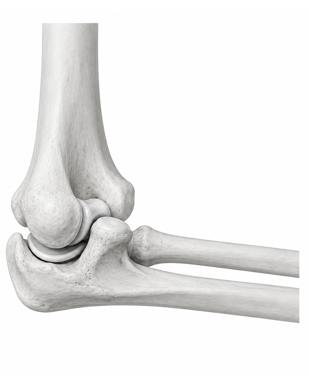 Elbow