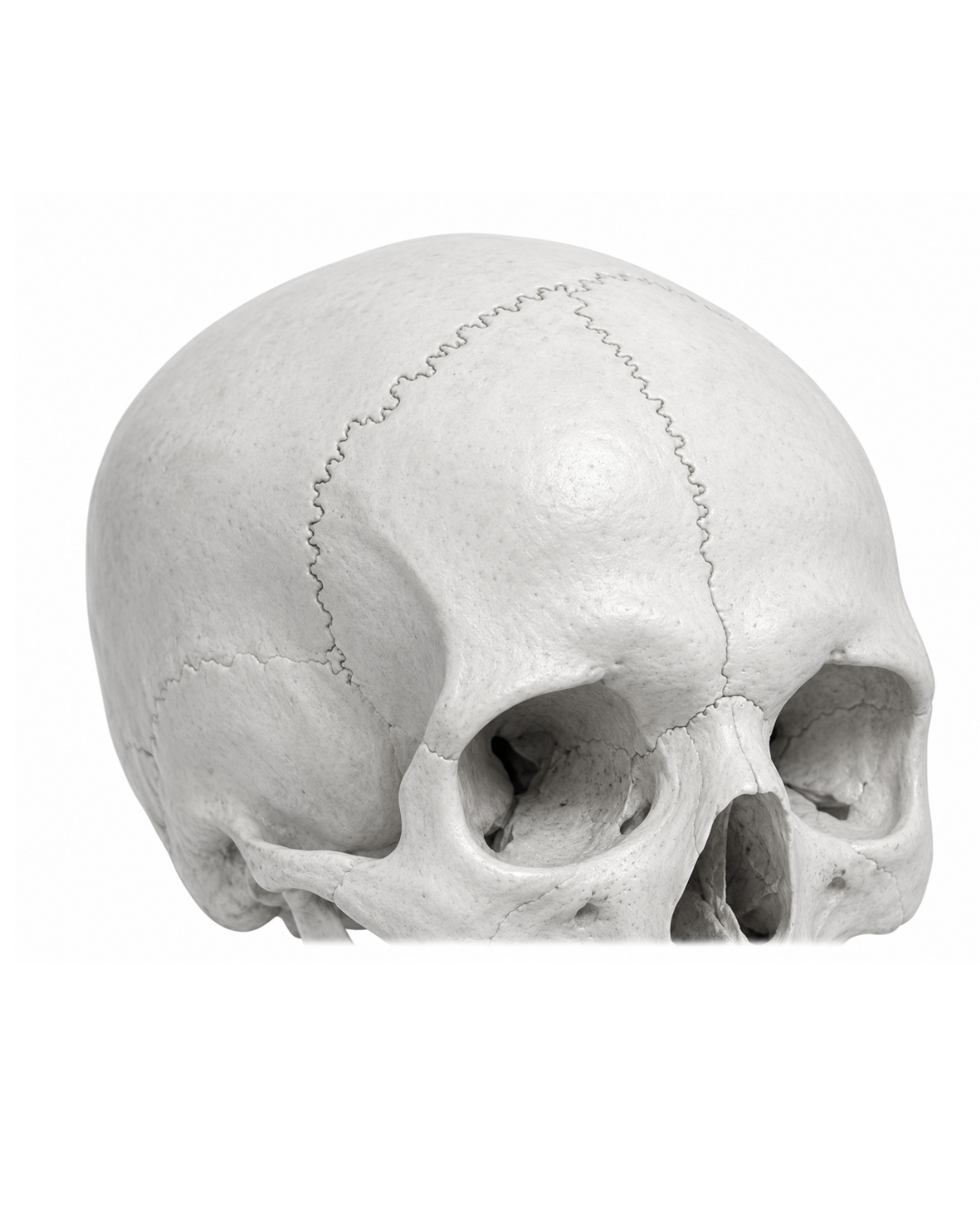 Neuro/Cranium System