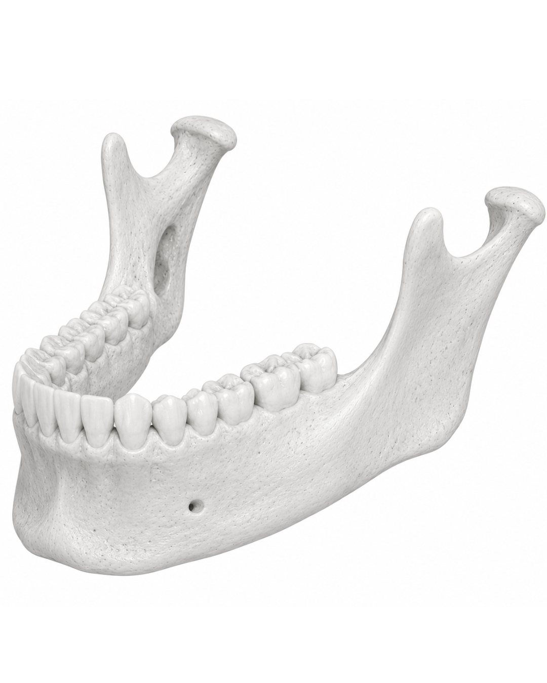 Mandibular System